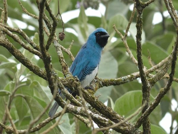 <h3><a href="/trips/salesopolis-2014/biota/animalia/chordata/aves/040 passeriformes/127 thraupidae/tersina viridis/tersina viridis-nl.html">Tersina&nbsp;viridis</a> / Swallow&nbsp;tanager / Zwaluwtangare</h3>NIKON D7100 met AF-S Nikkor 300mm f/2.8G IF-ED VR II, 1/320 sec  bij F7.1, ISO 320, afstand 19.9&nbsp;m